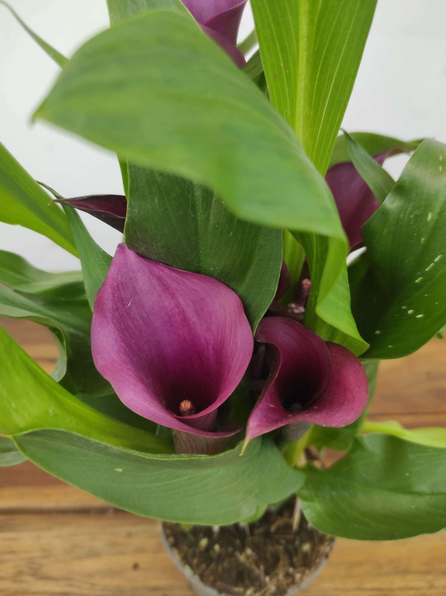 Zantedeschia - Jarro lilas