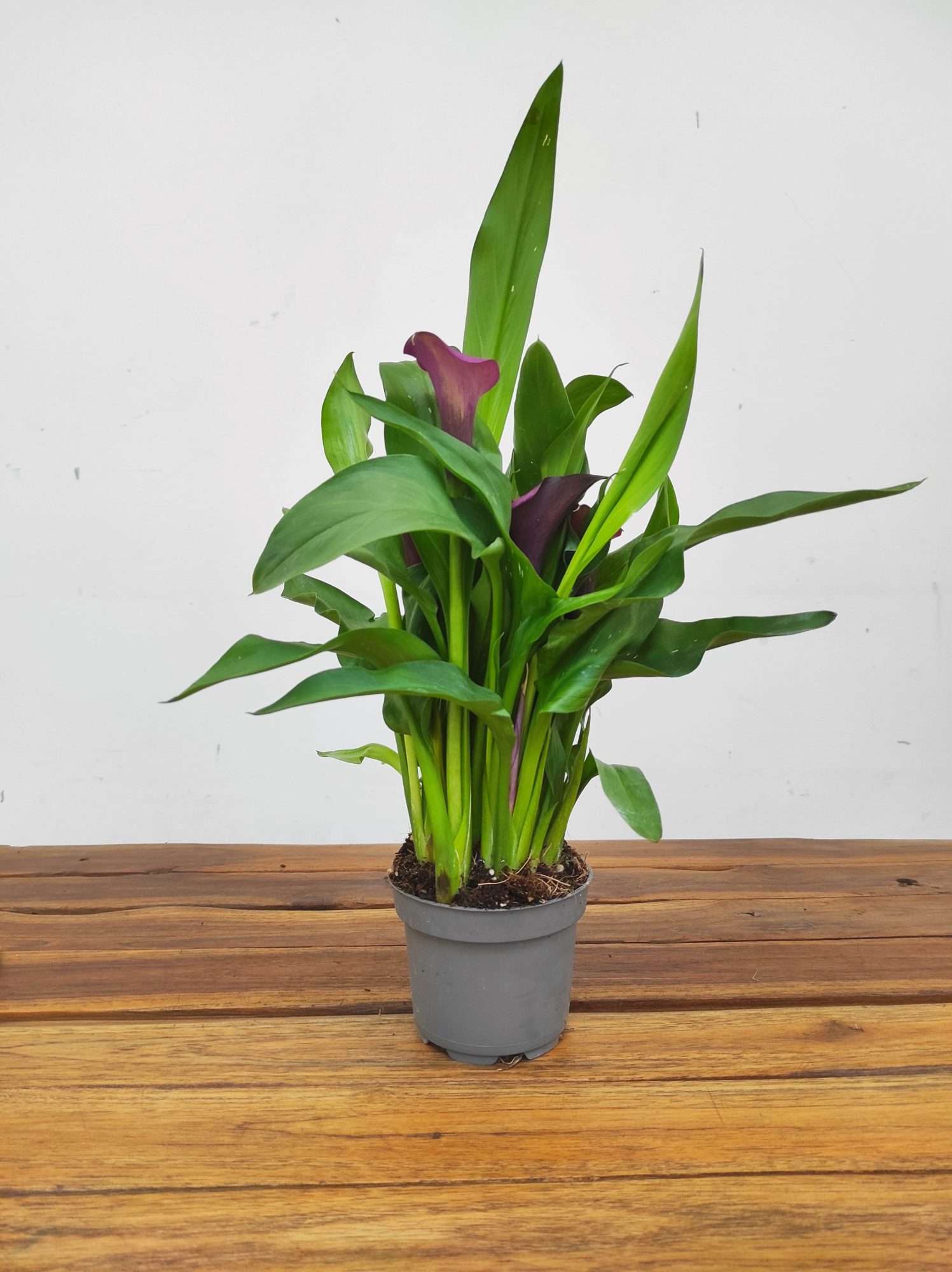 Zantedeschia - Jarro lilas - Image 2