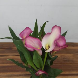 Zantedeschia - Jarro Rosa