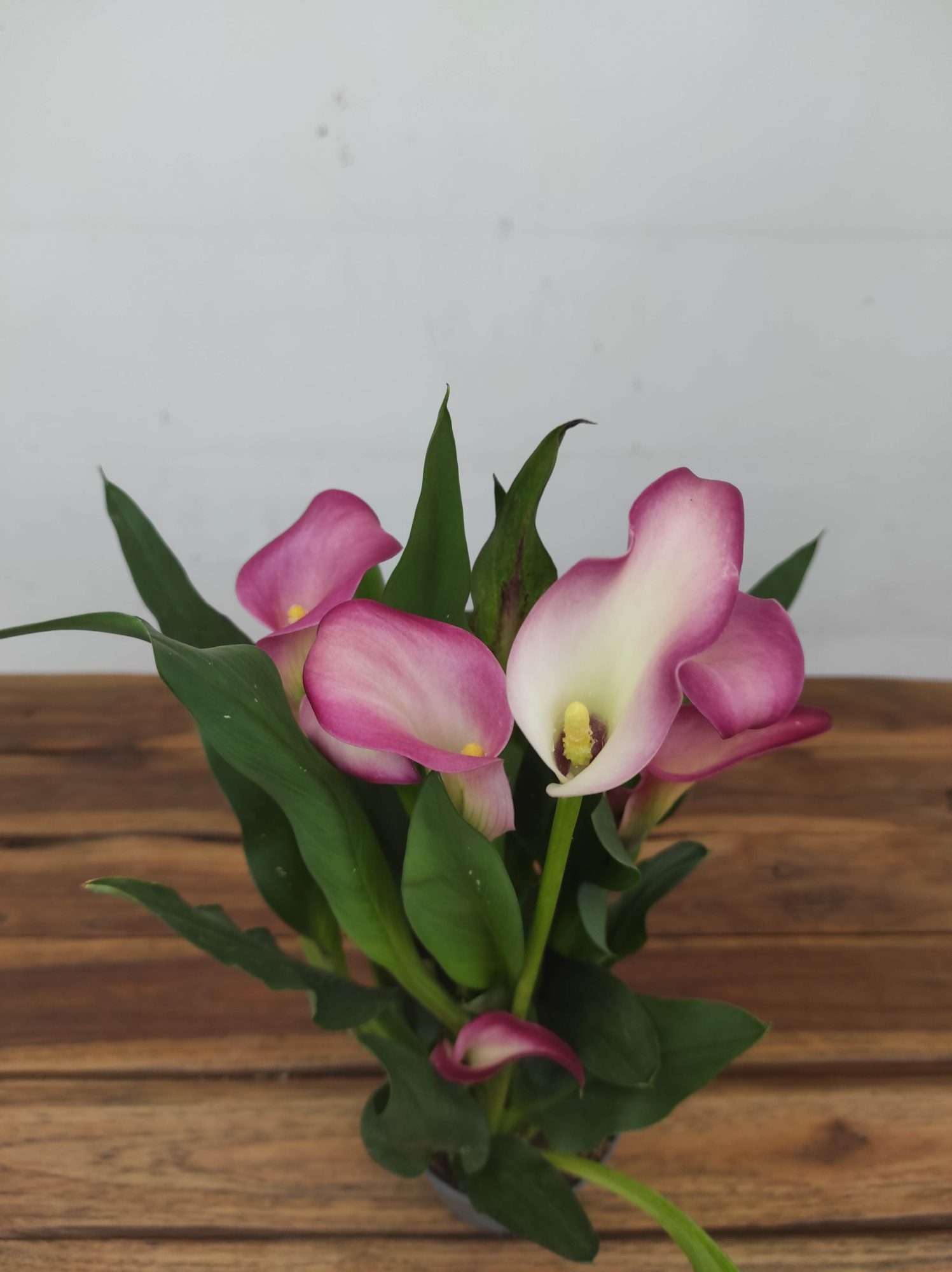 Zantedeschia - Jarro Rosa
