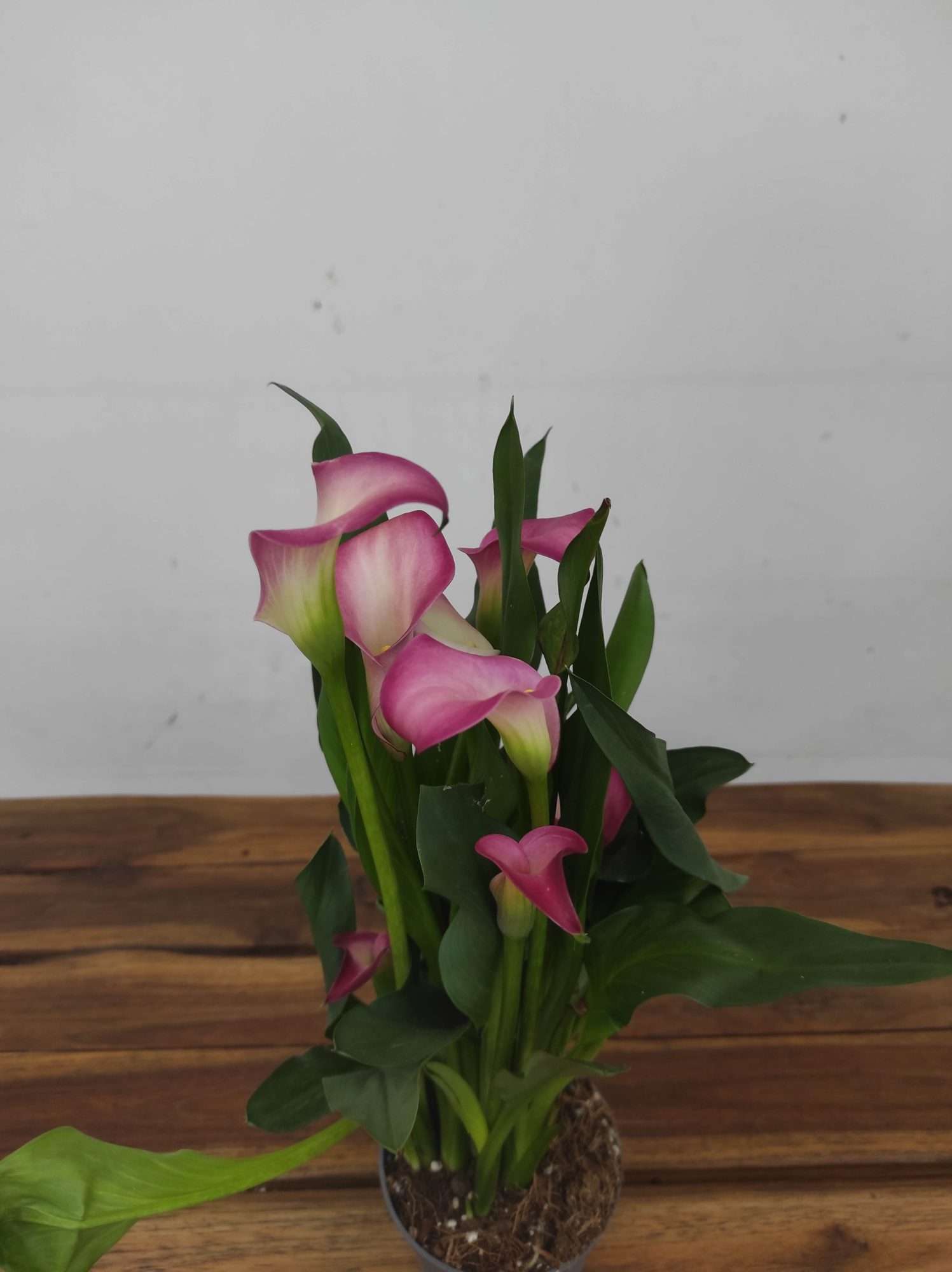 Zantedeschia - Jarro Rosa - Image 2