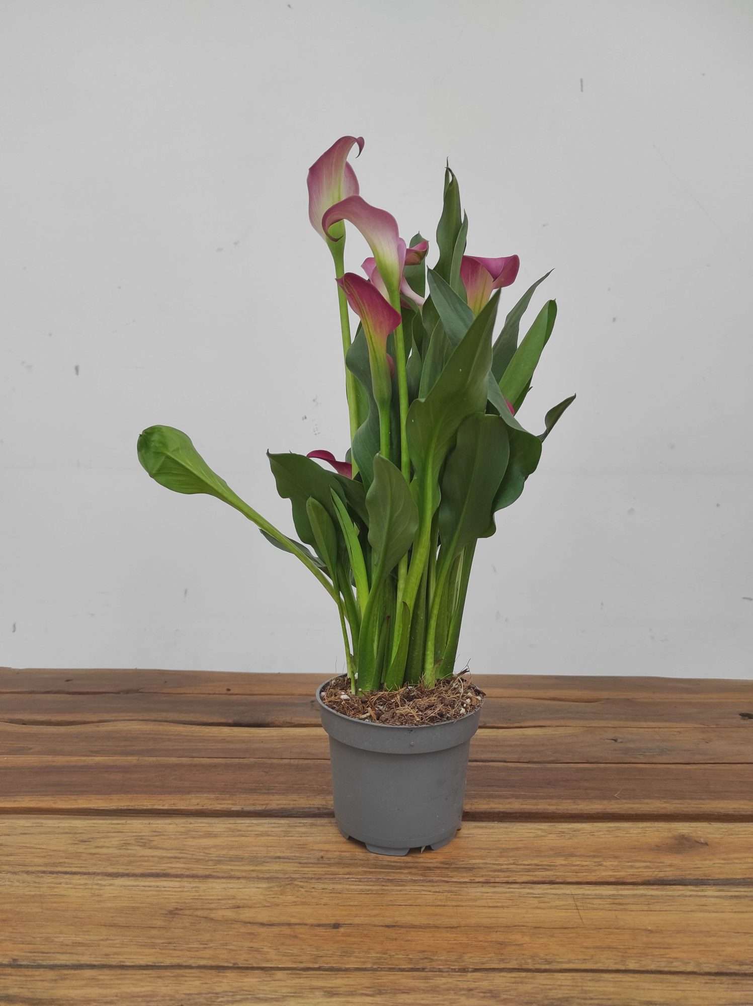 Zantedeschia - Jarro Rosa - Image 3