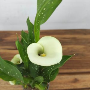 Zantedeschia - Jarro Branco