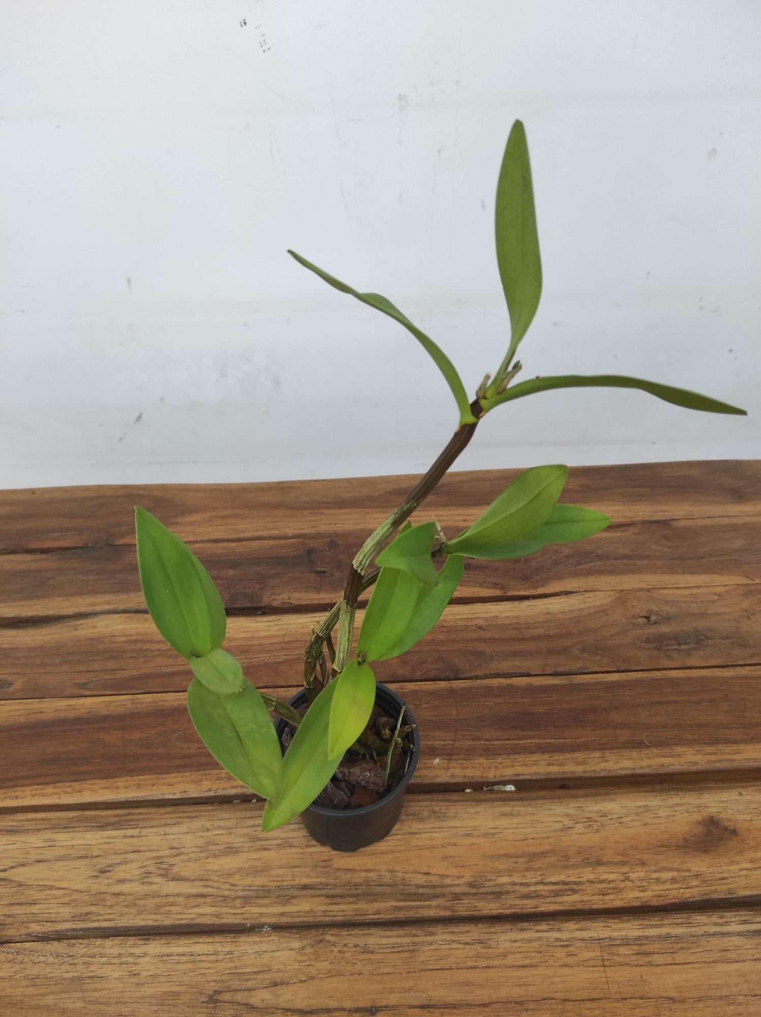 Dendrobium Keira Muse - Sem Flor