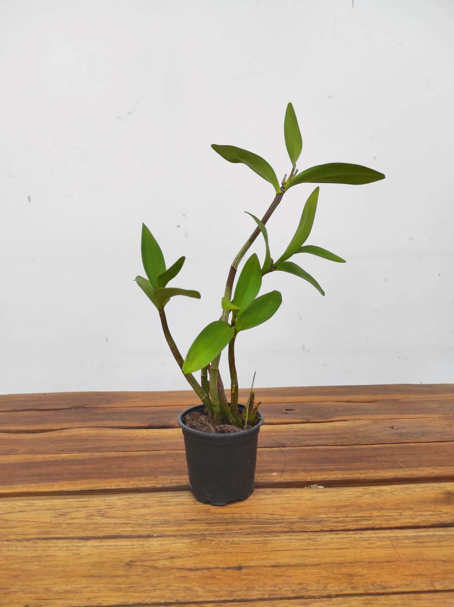 Dendrobium Keira Muse - Sem Flor - Image 2