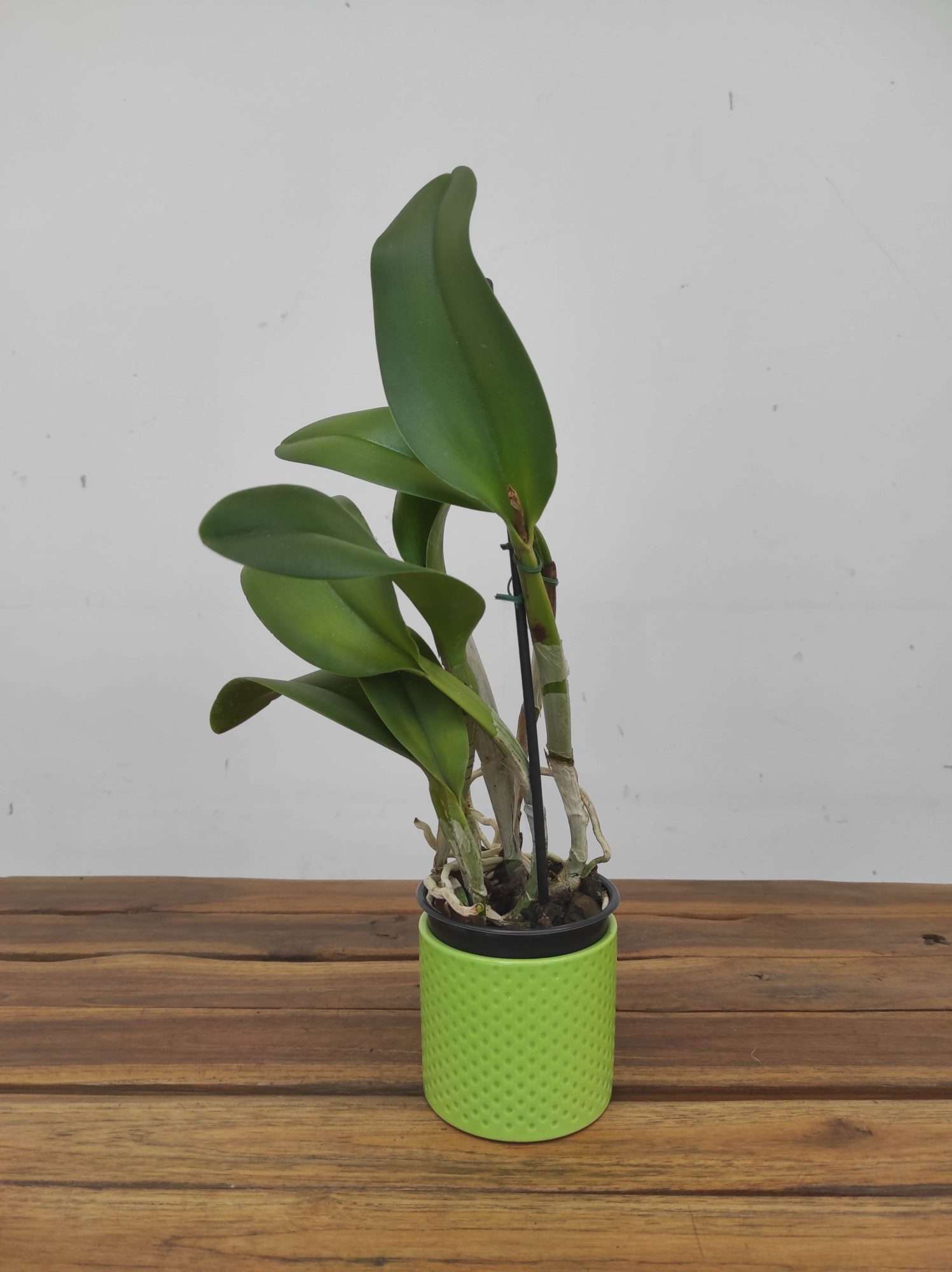 Rhyncholaeliocattleya Sung Ya Green 'Dragon King' - Sem Flor - Image 2