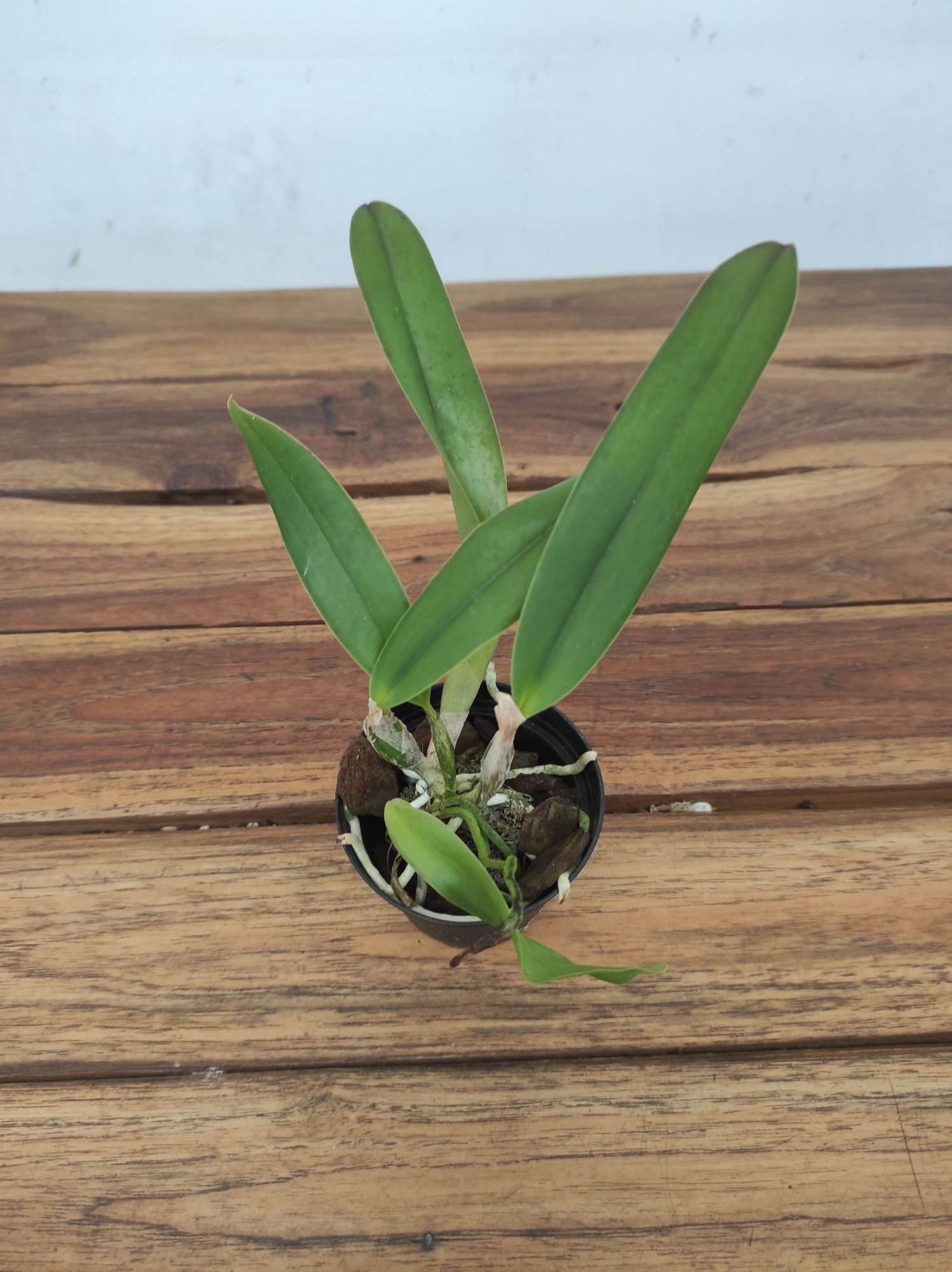 Cattleya Newberry Sprite - Sem Flor - Image 2