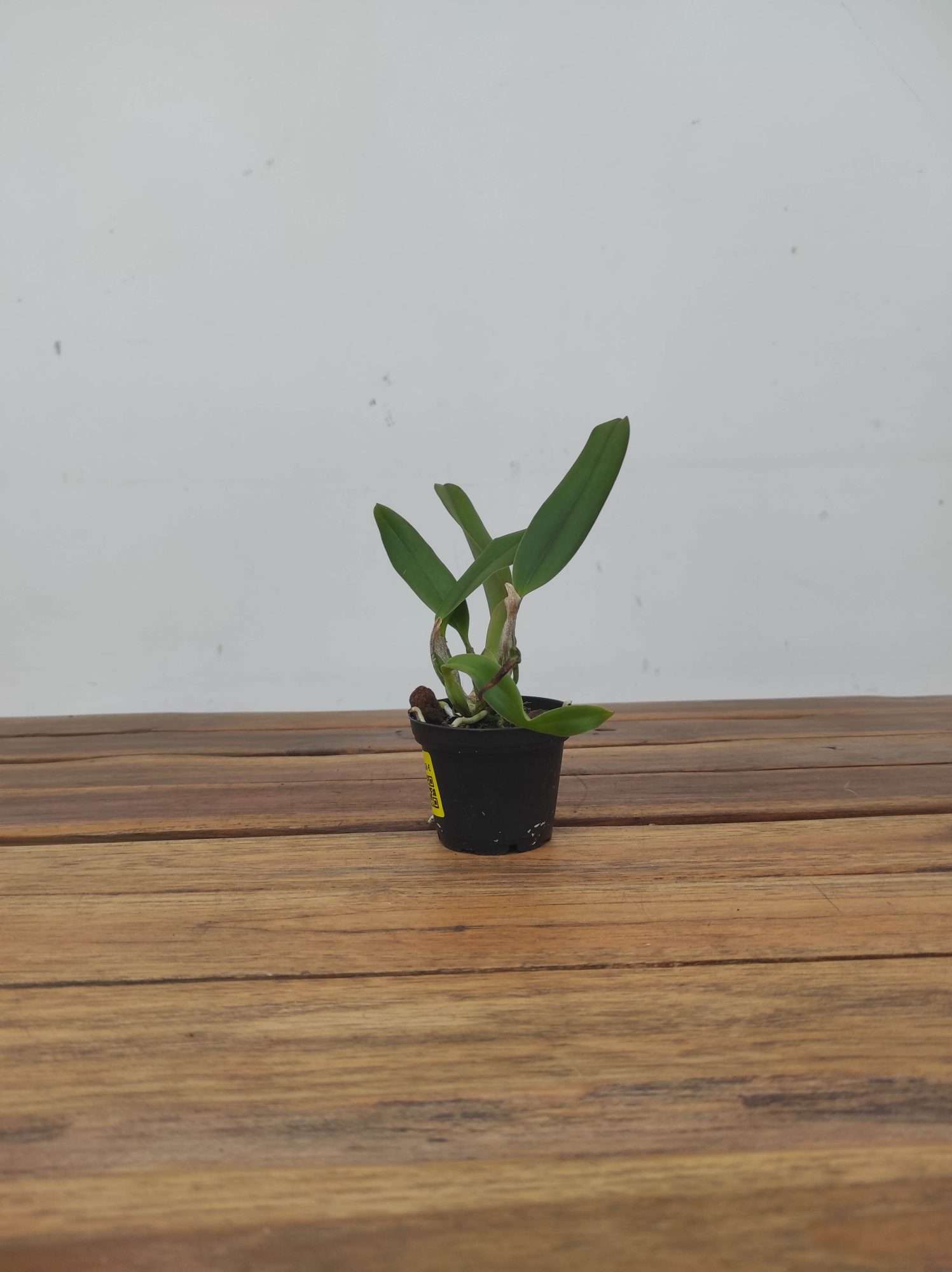Cattleya Newberry Sprite - Sem Flor - Image 3