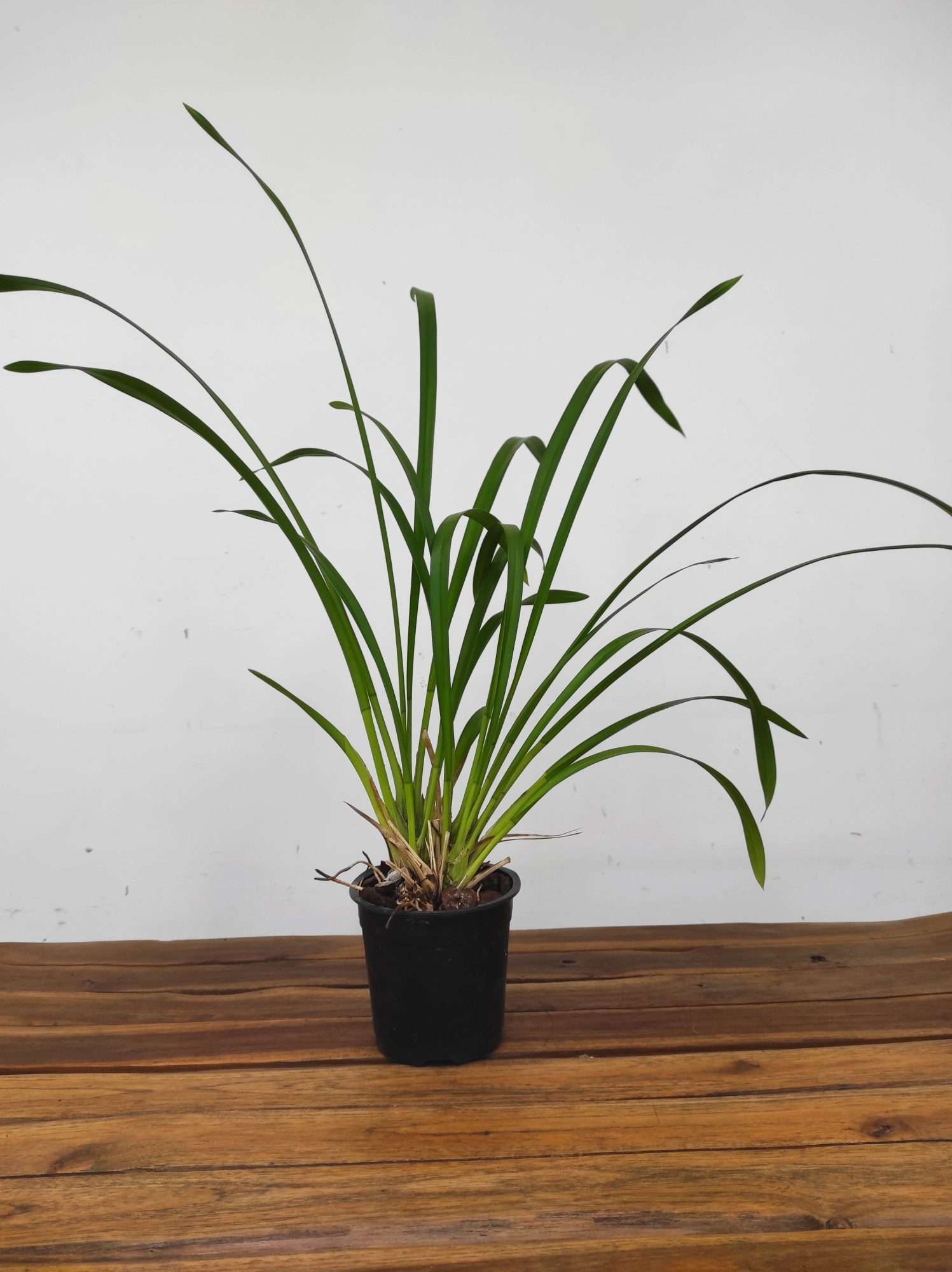 Cymbidium Tracyanum - Sem Flor - Image 2