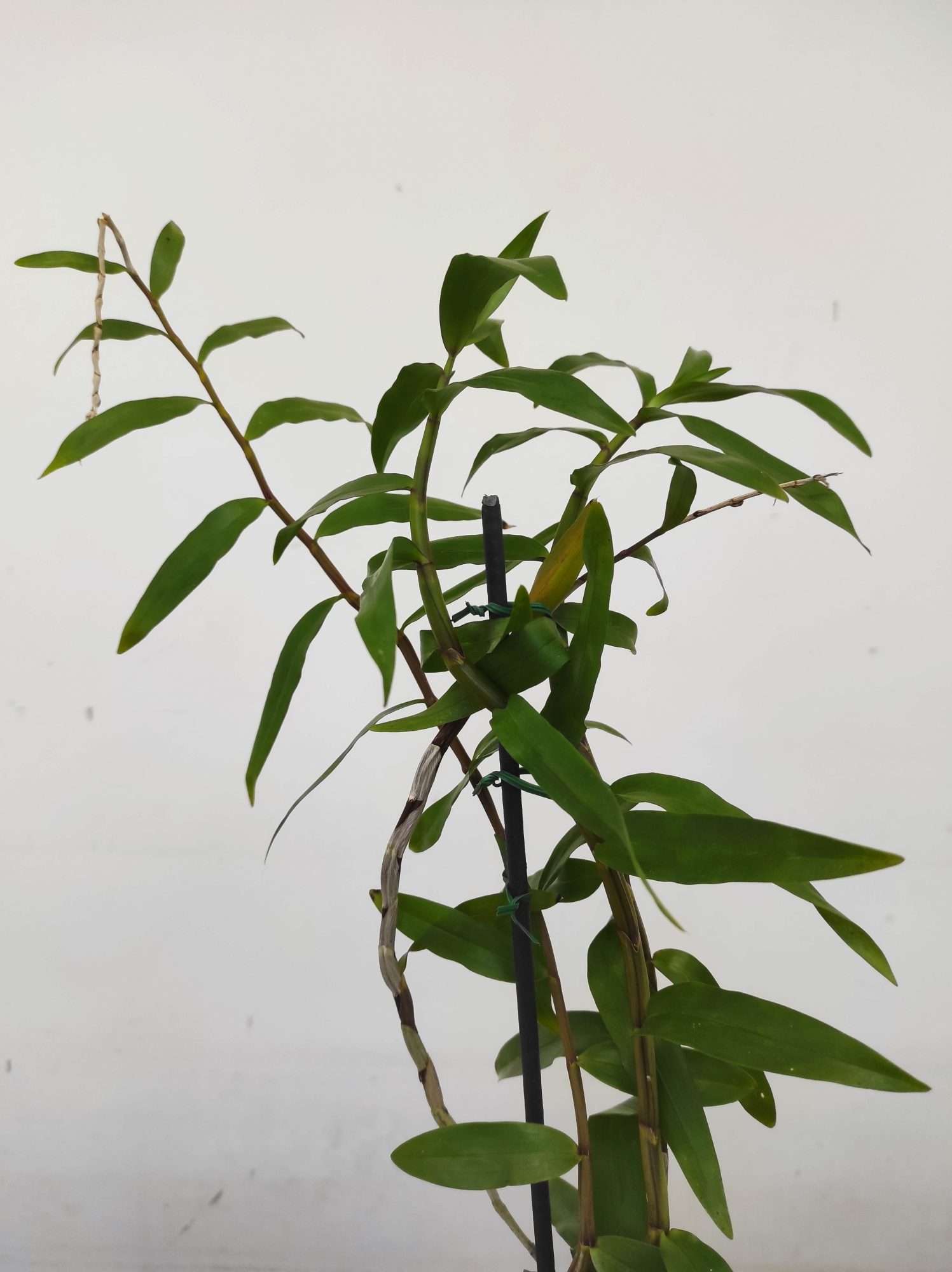 Dendrobium Annae - Sem Flor - Image 3