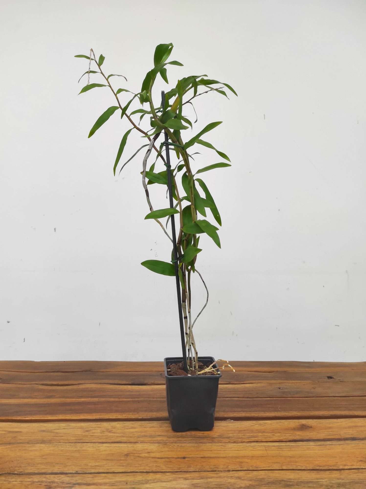 Dendrobium Annae - Sem Flor - Image 2