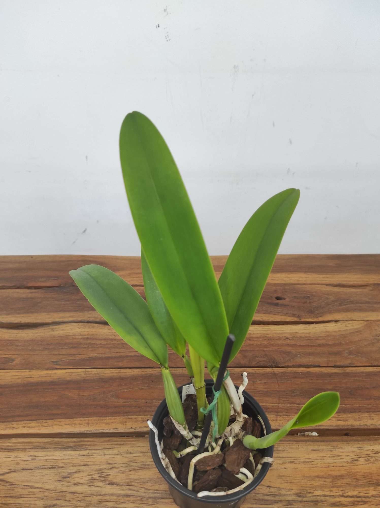 Cattleya Trianae - Sem Flor - Image 2