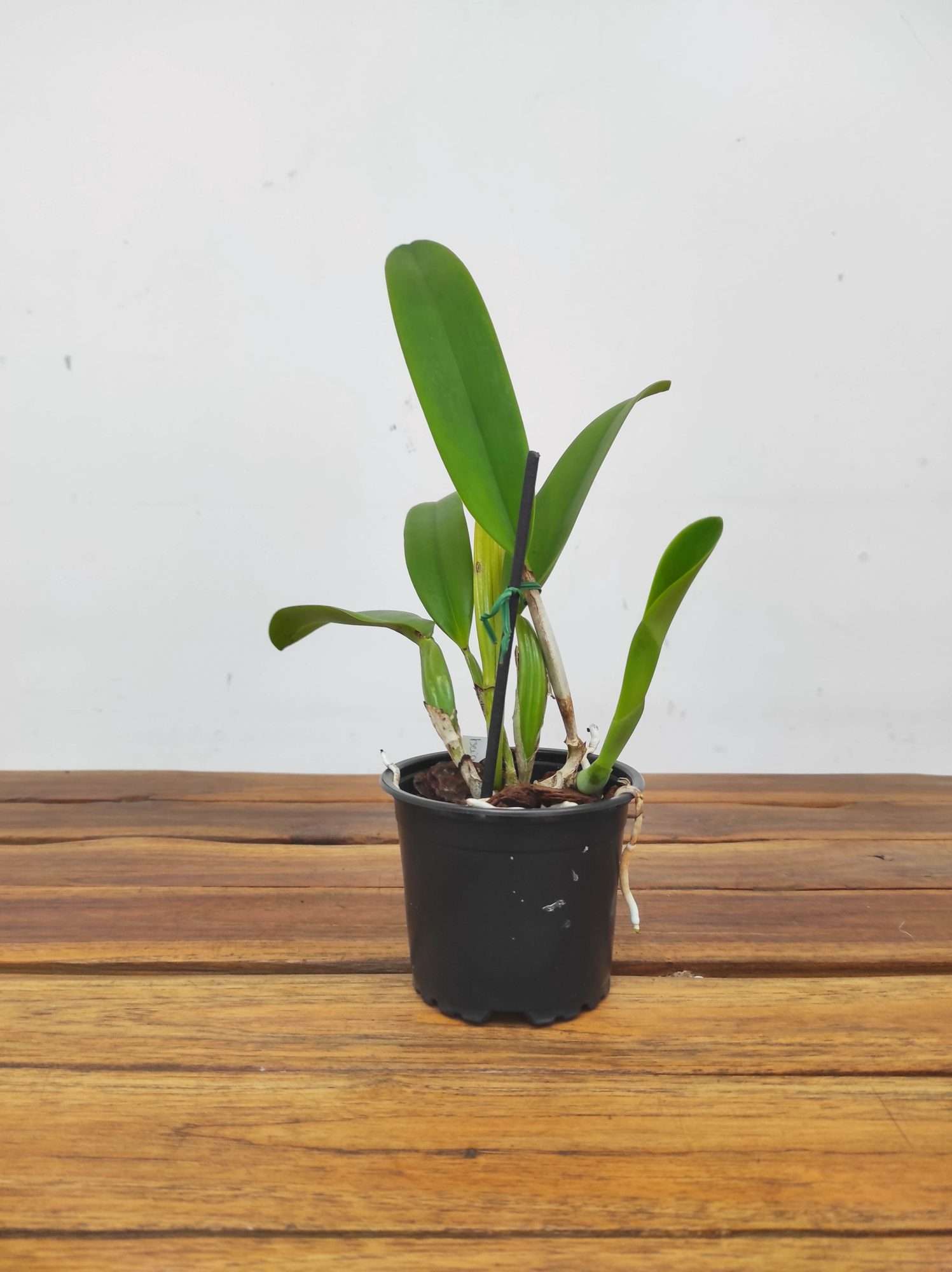Cattleya Trianae - Sem Flor - Image 3