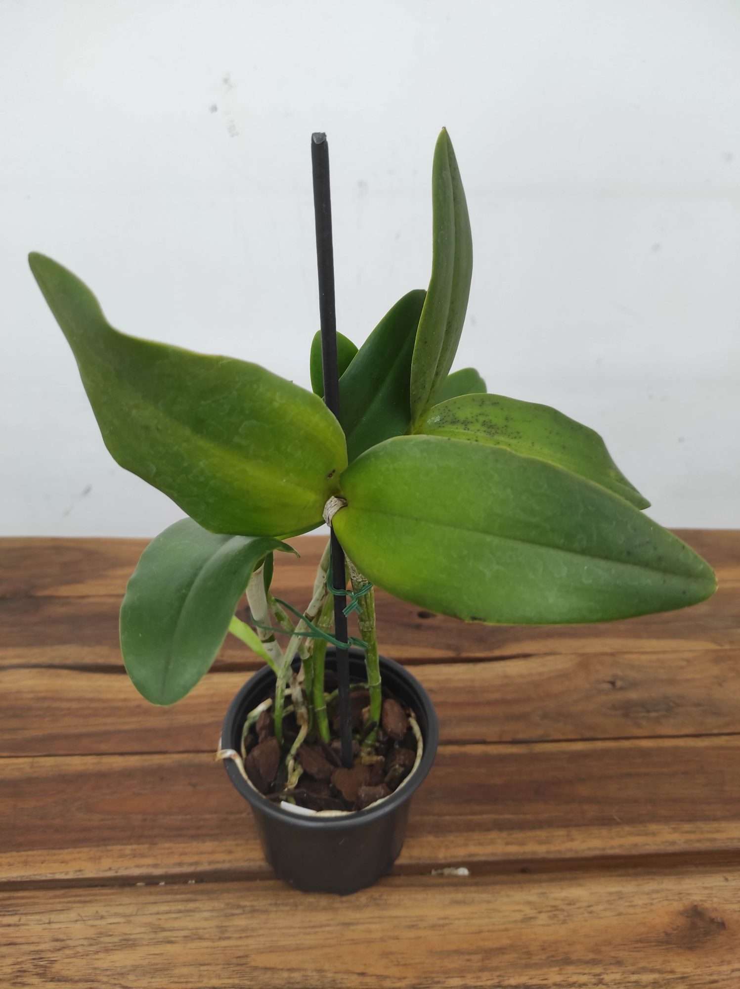 Cattleya loddigesii f. virginalis - Sem Flor - Image 2