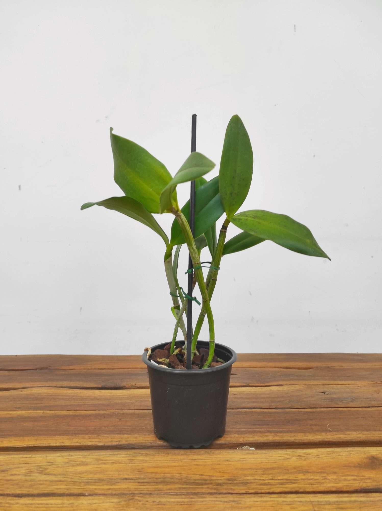 Cattleya loddigesii f. virginalis - Sem Flor - Image 3