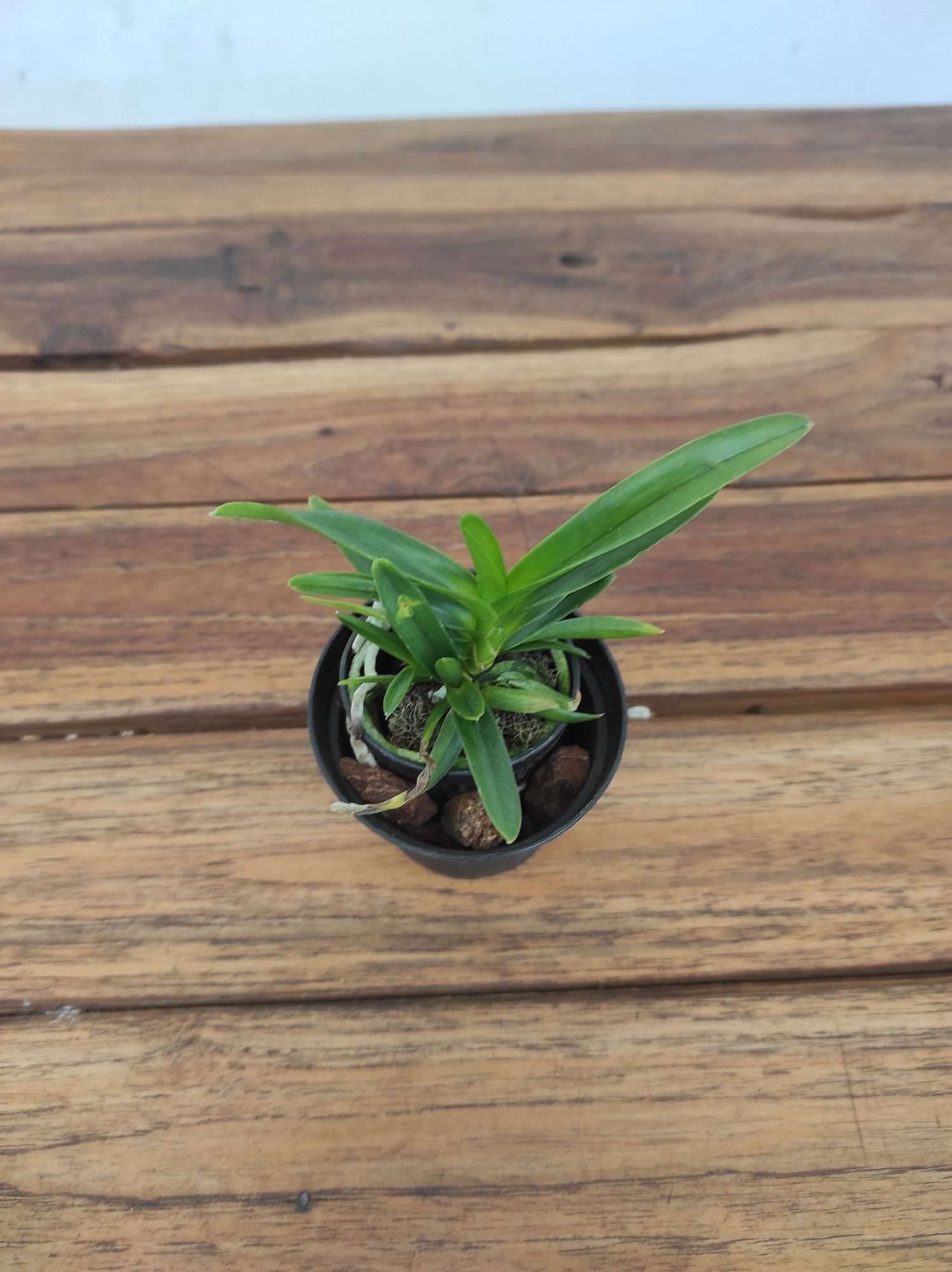 Vanda Lawrence Zabik - Sem Flor - Image 2