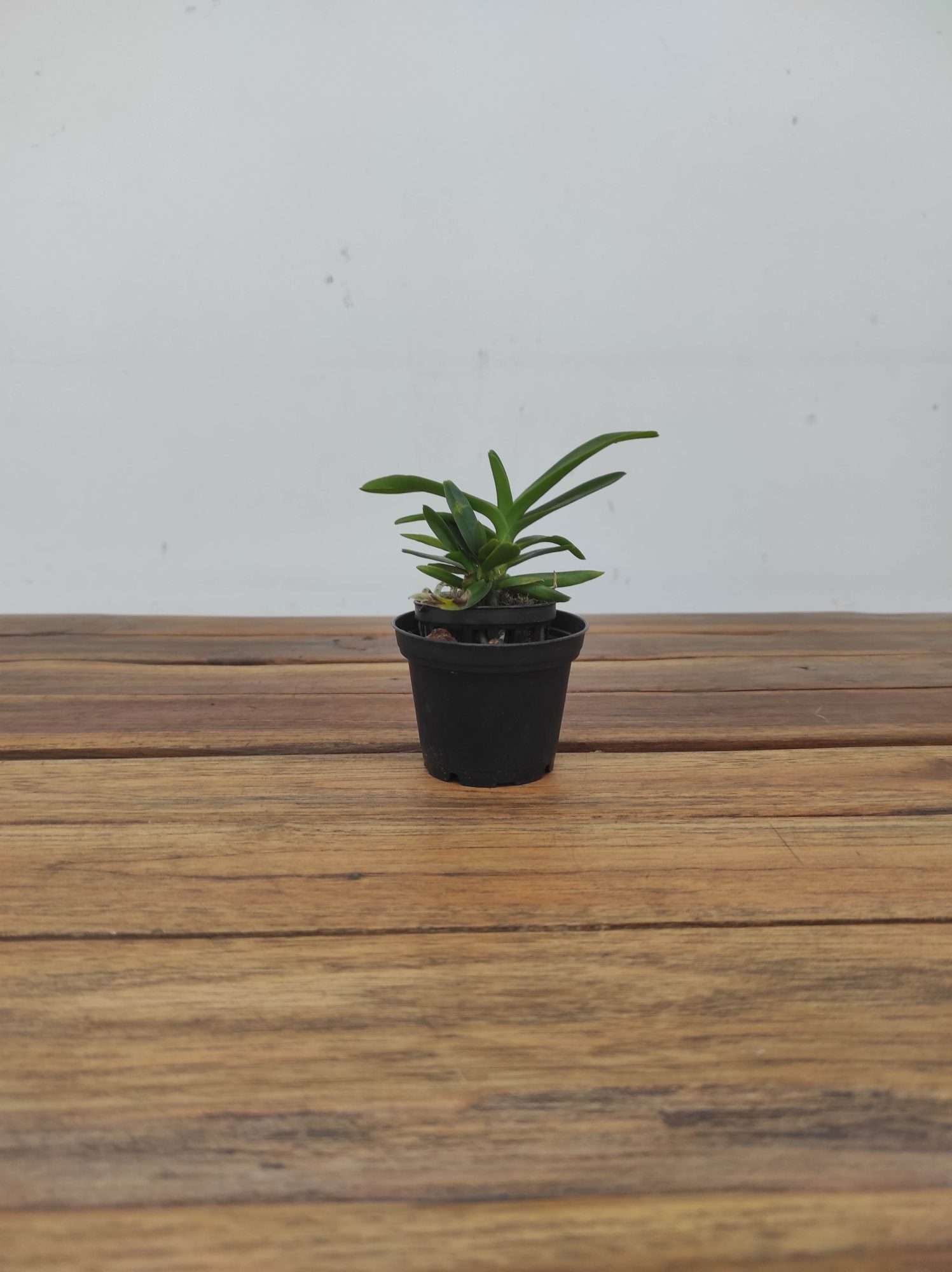 Vanda Lawrence Zabik - Sem Flor - Image 3