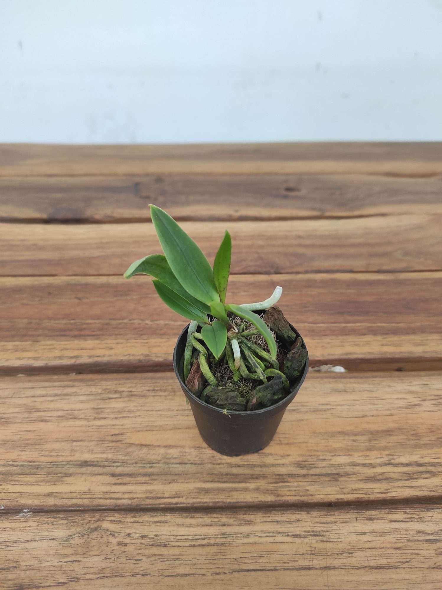 Vandaenopsis (V. Falcata X Phal. Taenialis) - Sem Flor - Image 3