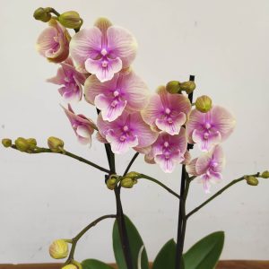 Phalaenopsis - 2 Hastes