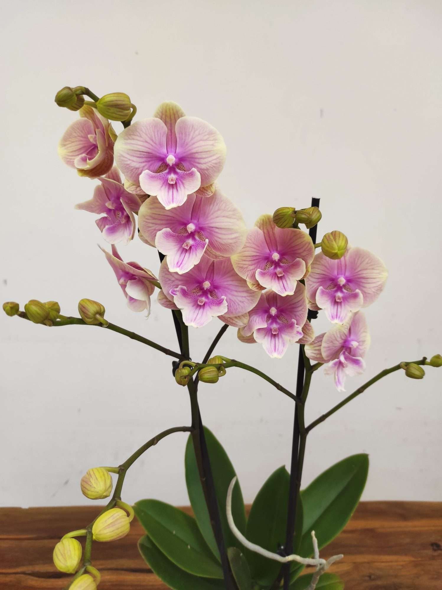 Phalaenopsis - 2 Hastes