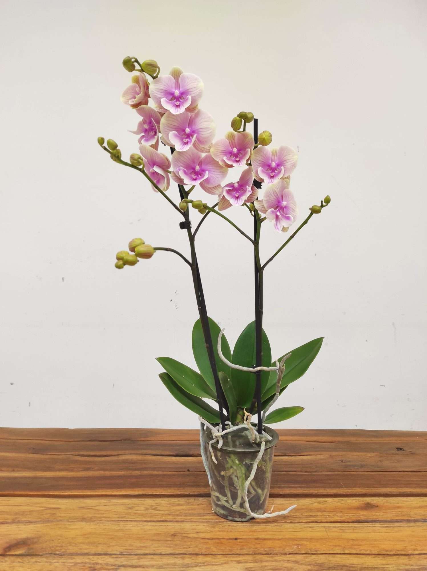 Phalaenopsis - 2 Hastes - Image 2