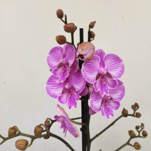 Phalaenopsis - 2 Hastes