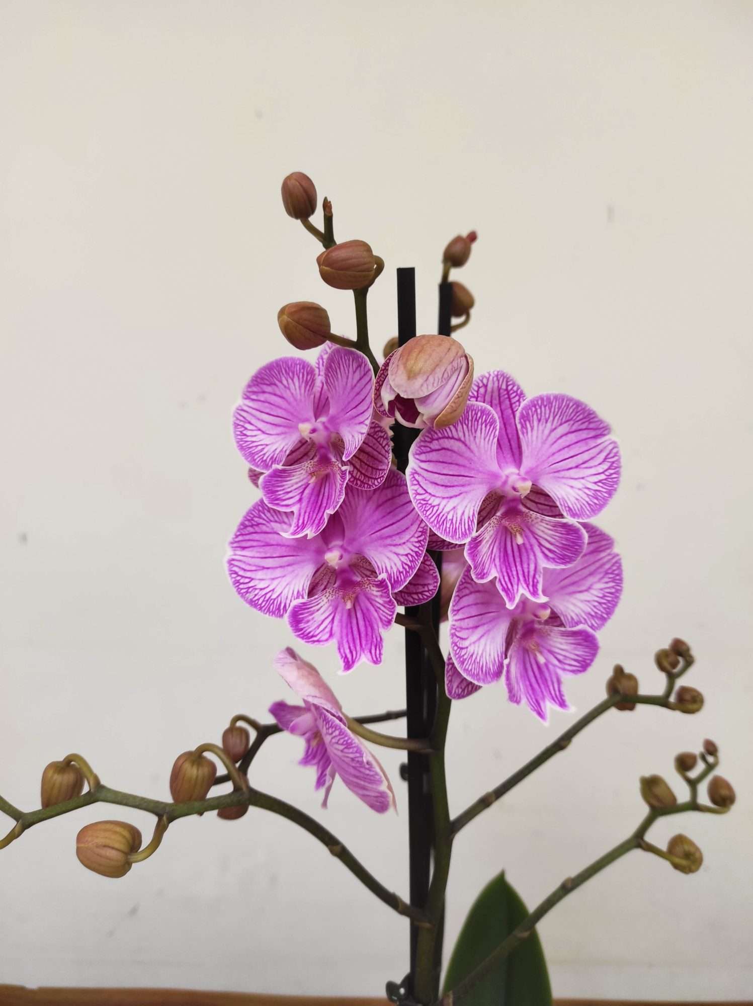Phalaenopsis - 2 Hastes