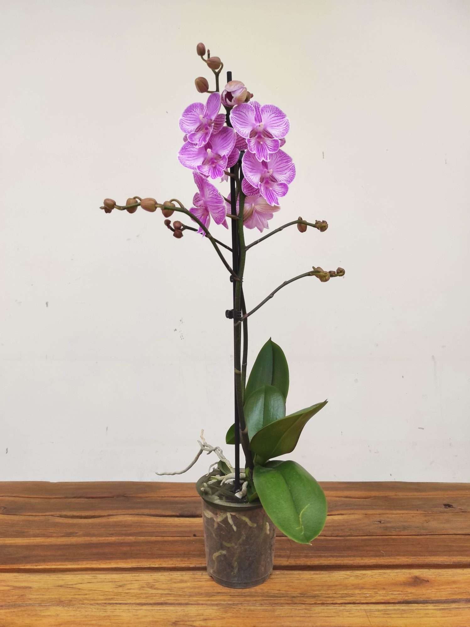 Phalaenopsis - 2 Hastes - Image 2