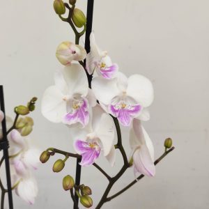 Phalaenopsis - 2 Hastes