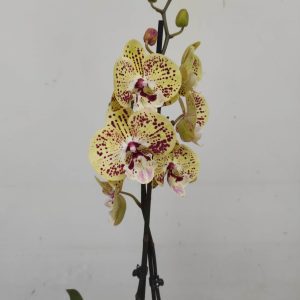 Phalaenopsis - 2 Hastes