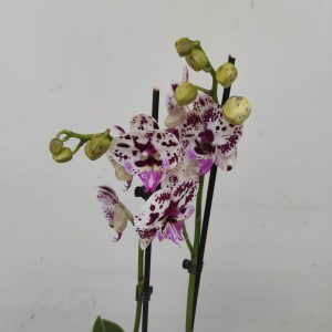 Phalaenopsis - 2 Hastes