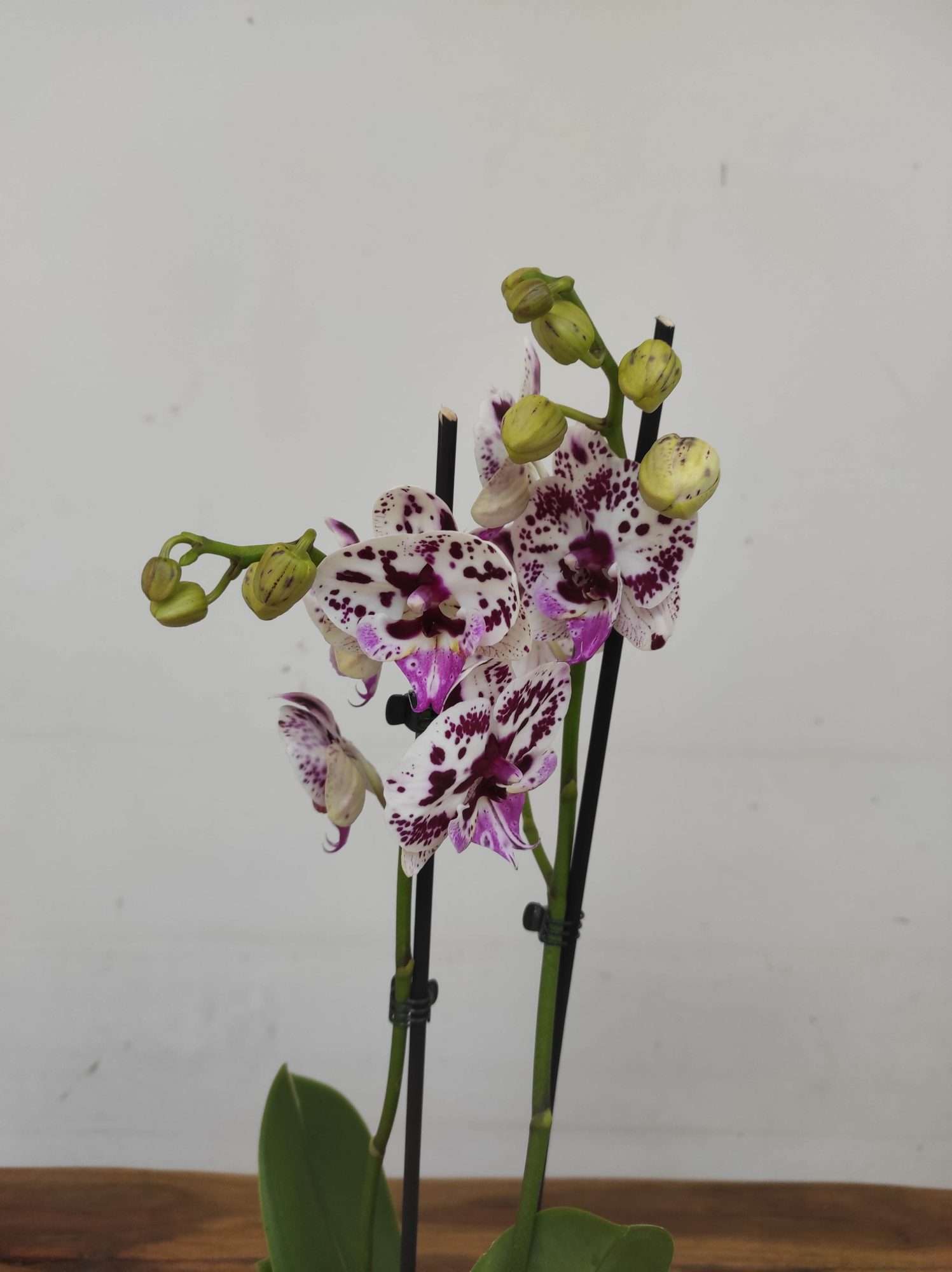 Phalaenopsis - 2 Hastes