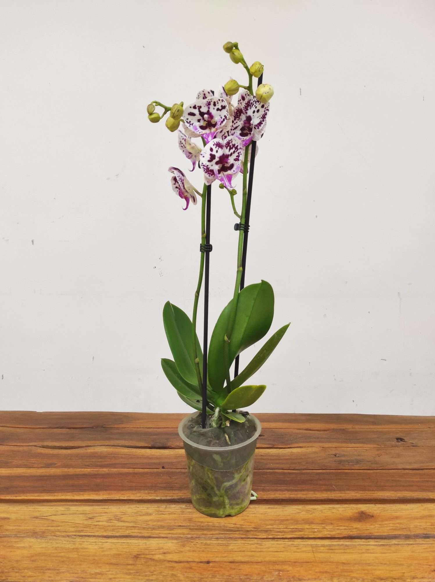 Phalaenopsis - 2 Hastes - Image 2