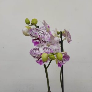 Phalaenopsis - 2 Hastes