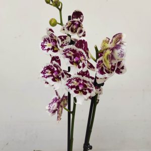 Phalaenopsis - 2 Hastes