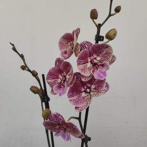 Phalaenopsis - 2 Hastes