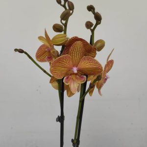 Phalaenopsis - 2 Hastes
