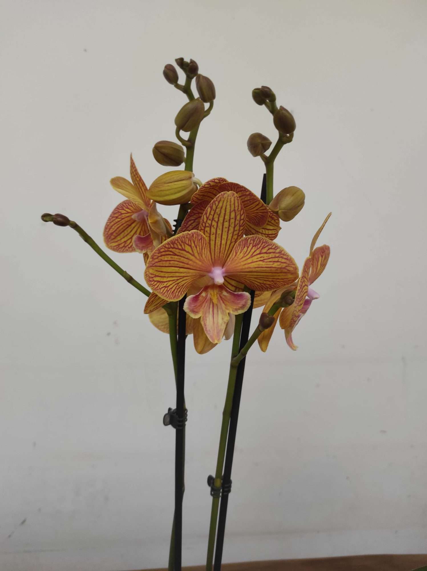 Phalaenopsis - 2 Hastes