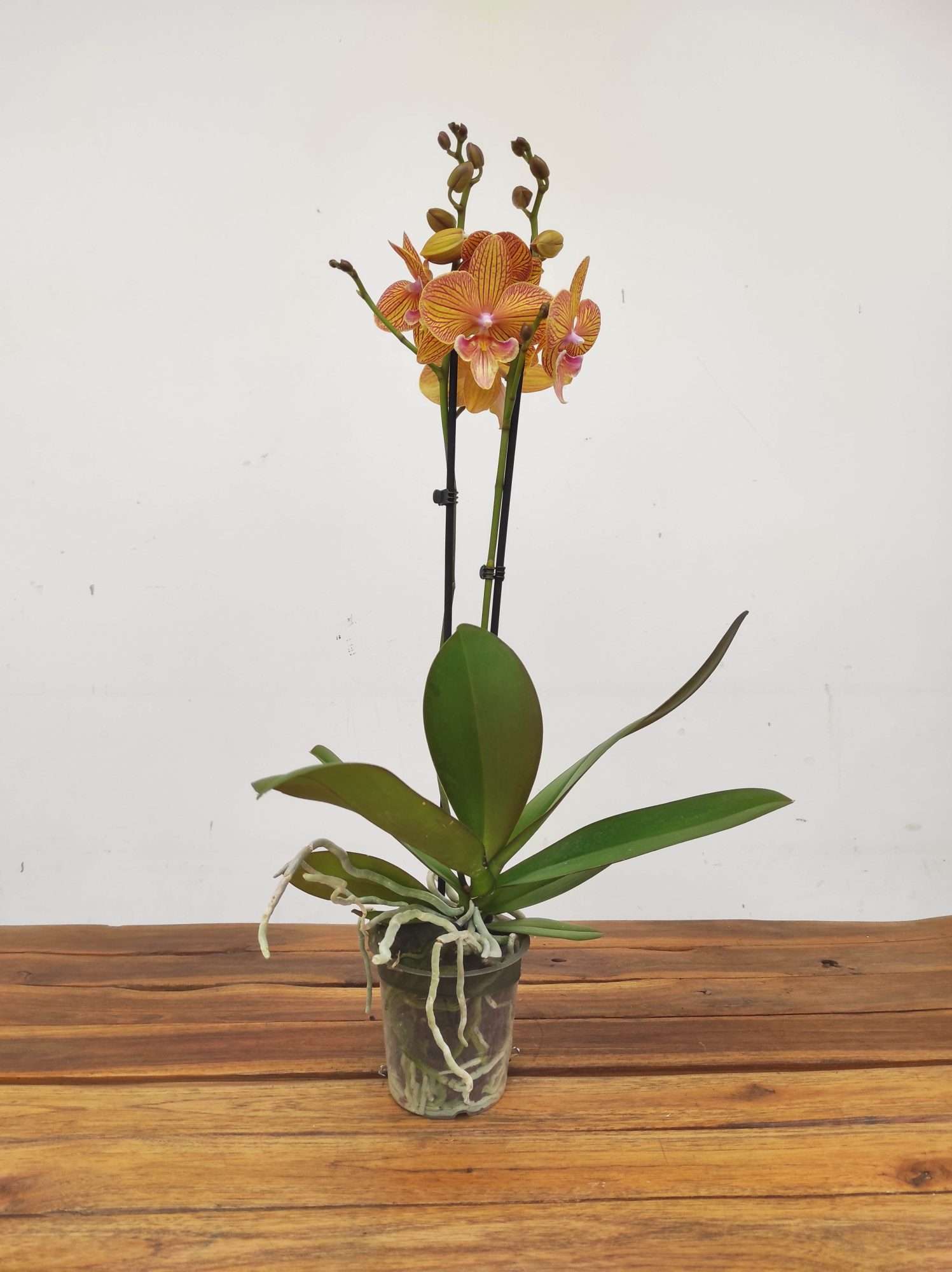 Phalaenopsis - 2 Hastes - Image 2