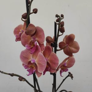 Phalaenopsis - 2 Hastes