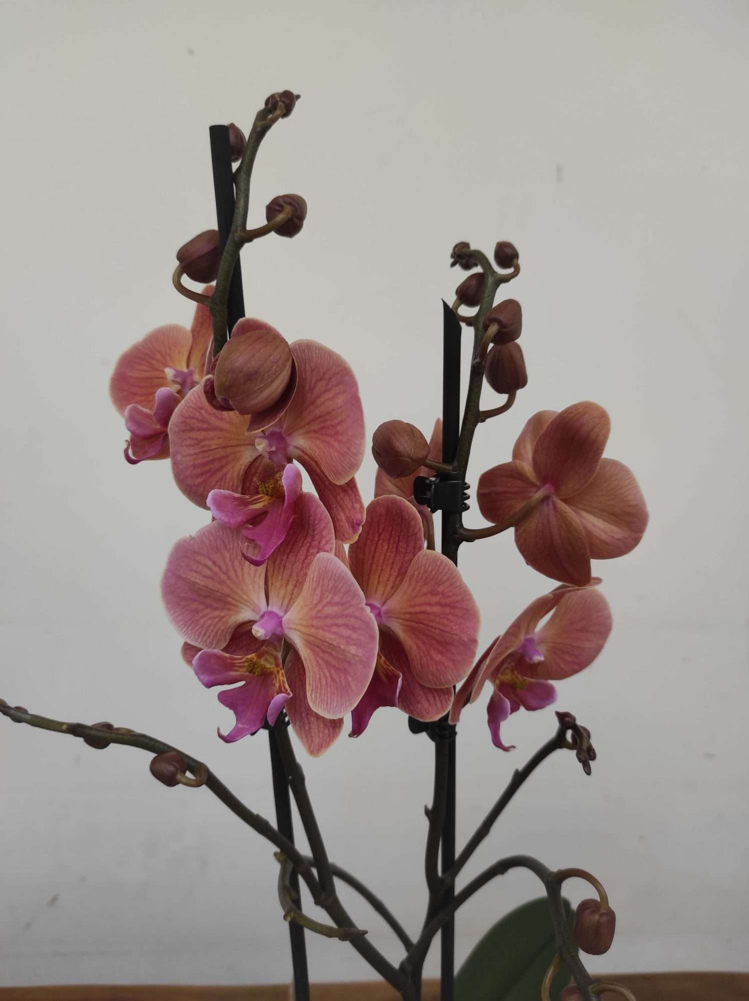 Phalaenopsis - 2 Hastes