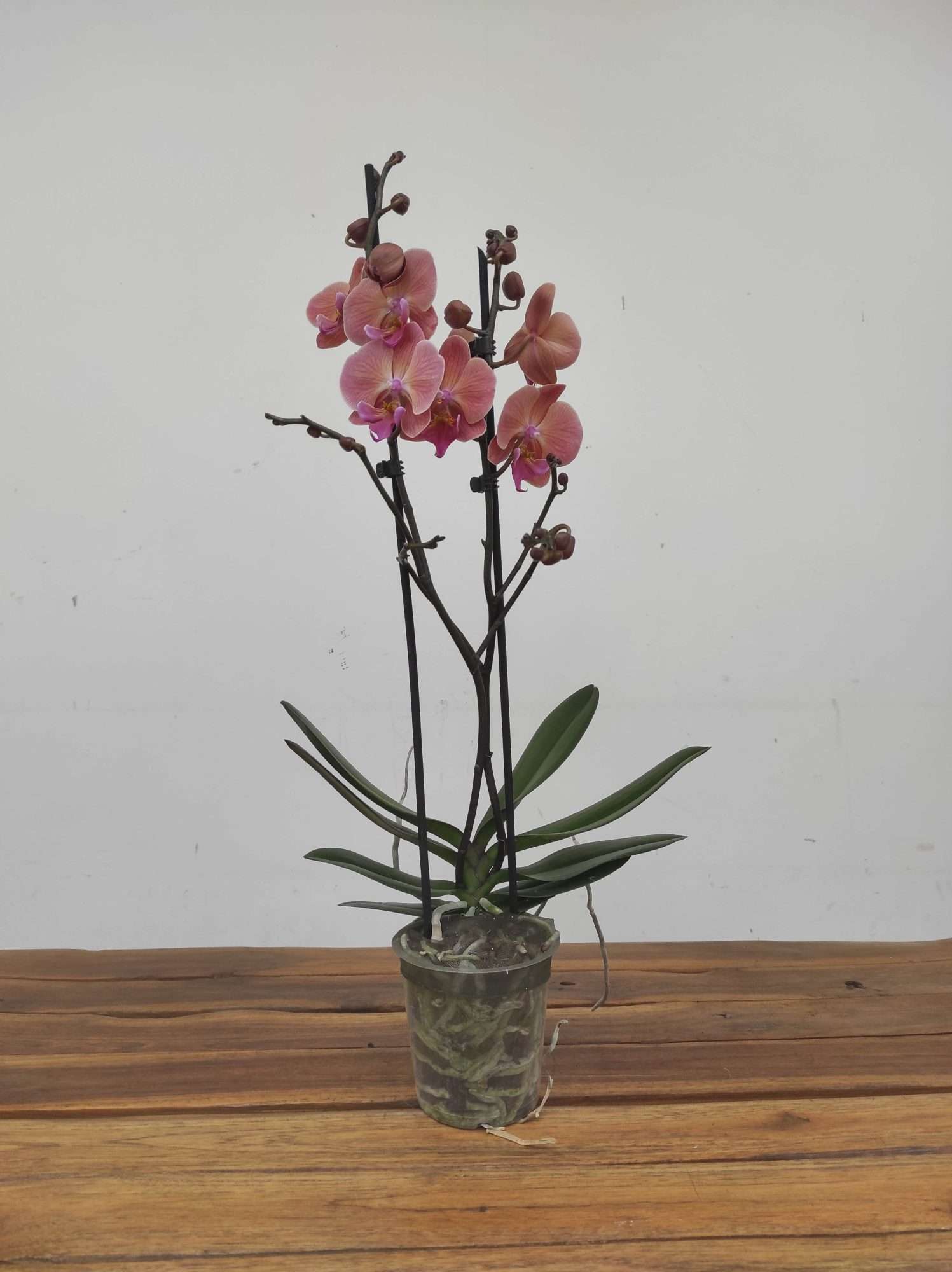 Phalaenopsis - 2 Hastes - Image 2
