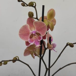 Phalaenopsis - 2 Hastes