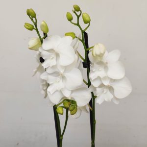 Phalaenopsis - 2 Hastes