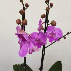 Phalaenopsis - 2 Hastes