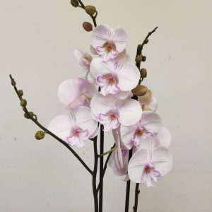 Phalaenopsis - 2 Hastes