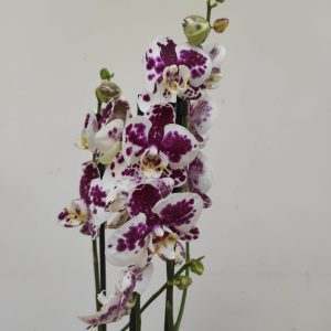 Phalaenopsis - 2 Hastes