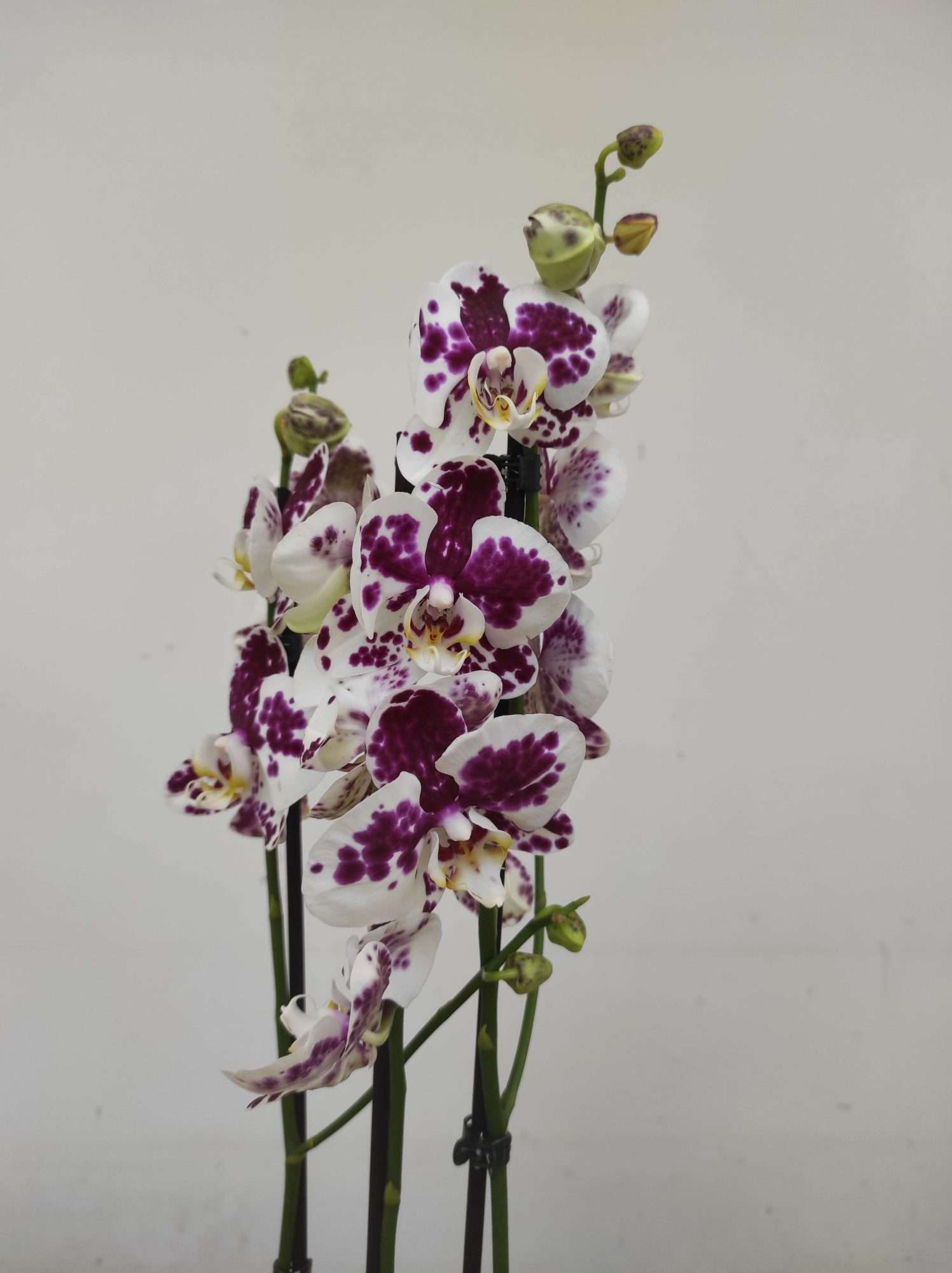Phalaenopsis - 2 Hastes