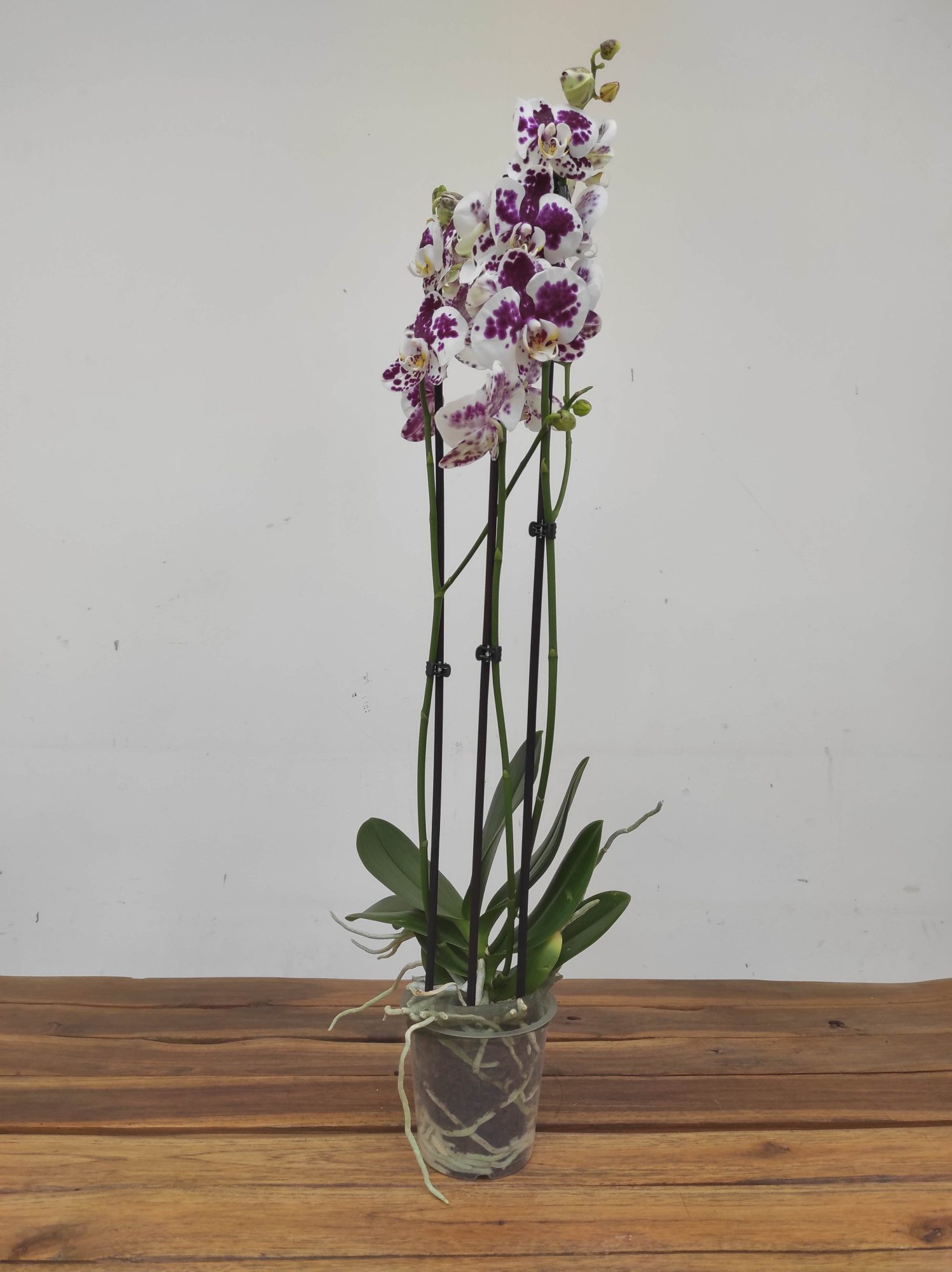 Phalaenopsis - 2 Hastes - Image 2