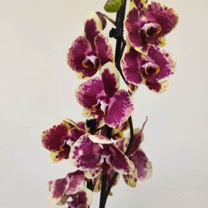 Phalaenopsis - 2 Hastes